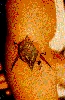 Filename=jackarm.gif
Filesize=52KiB
Dimensions=248x378
Date added=May 24, 2006 jackarm.gif