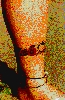Filename=mindy1.gif
Filesize=52KiB
Dimensions=246x376
Date added=May 24, 2006 mindy1.gif