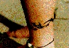 Filename=mindy3.gif
Filesize=49KiB
Dimensions=350x244
Date added=May 24, 2006 mindy3.gif