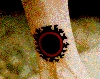 Filename=timleg.gif
Filesize=43KiB
Dimensions=302x241
Date added=May 24, 2006 timleg.gif
